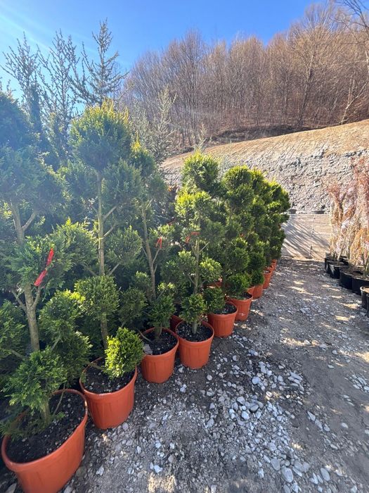 Tuia spirala,pom pon