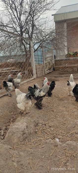 Burama tovuq tuxumlari sotiladi. Aniq toza burama.