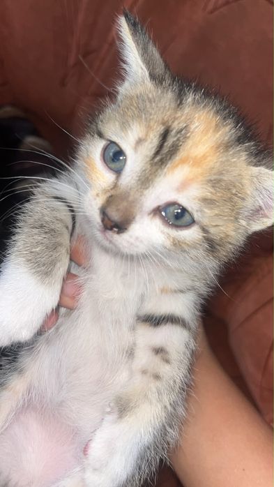 Котенки милыееее