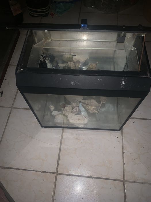 Аквариум с подогревом и ракушками