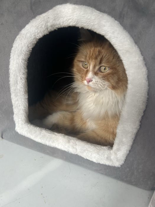 Котенка в добрые руки отдам