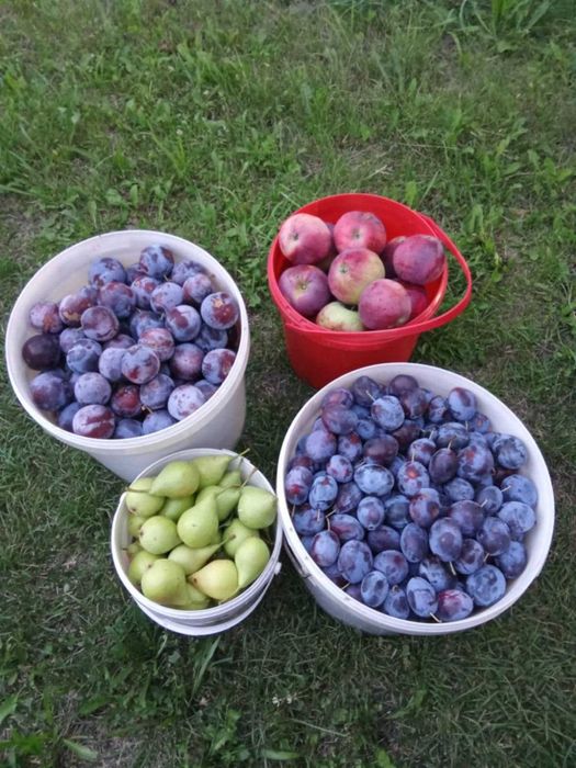 Teren intravilan Sopor