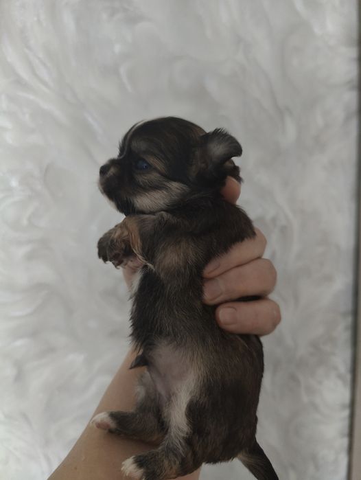 Готовятся к продаже щенки чихуахуа