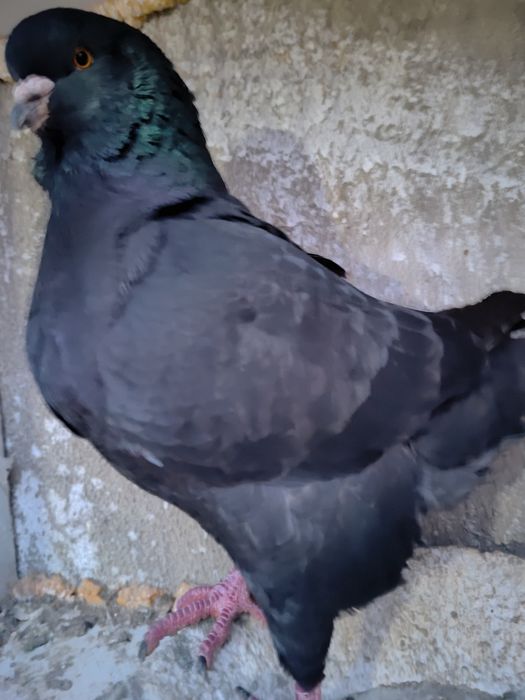 Porumbei americani și kingi