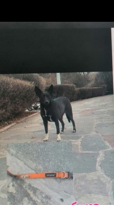 Пропала собака девочка