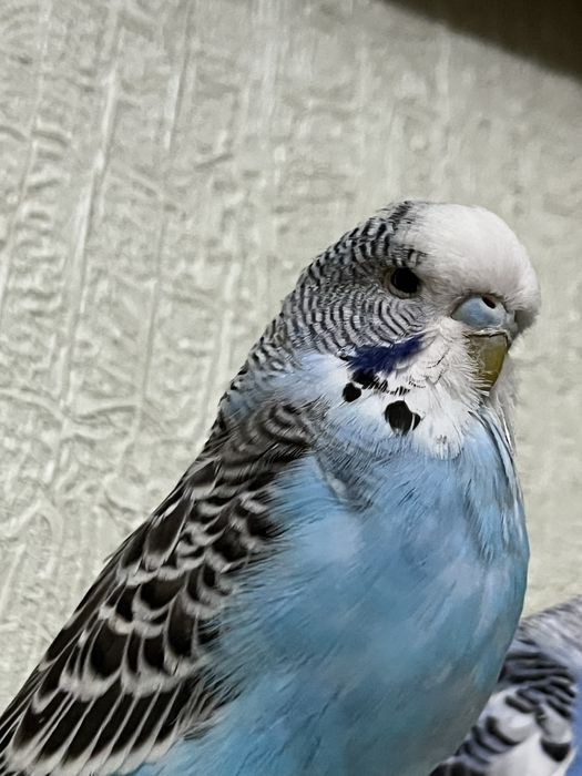 Папугай птицы.