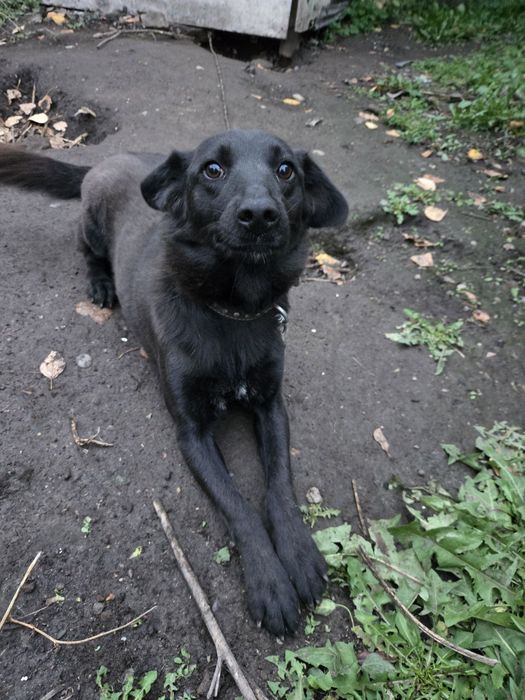 Отдам собаку, стерилизована  1 год