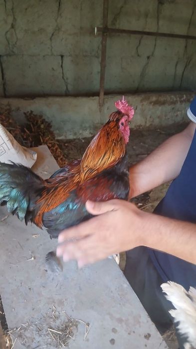 Yapon xuroz zoti yaxshi
