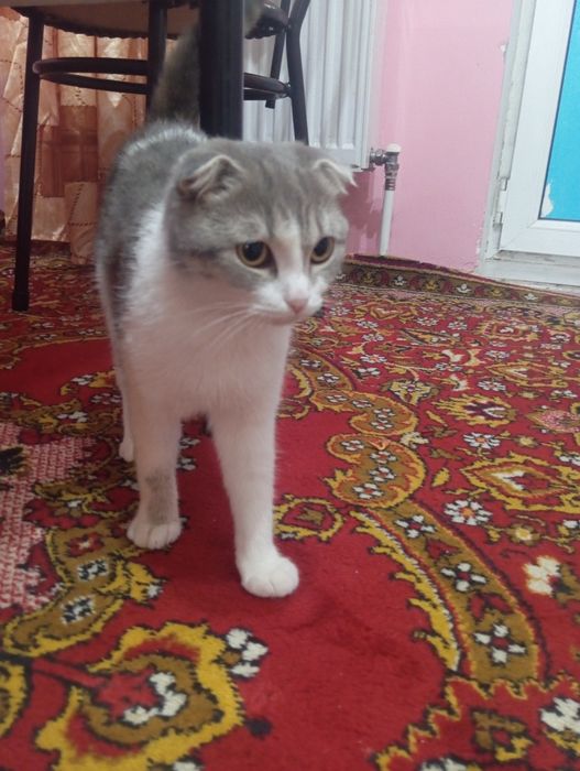 Кошки.Мысык ақлды