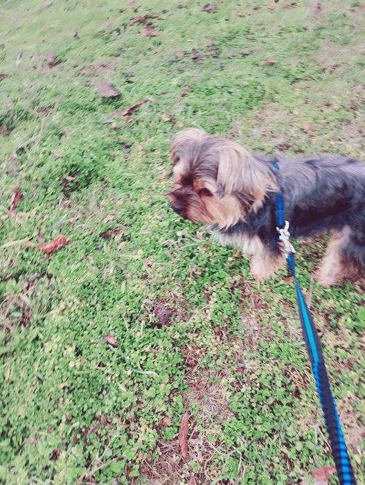 Продава се Сладко и послушно Айки