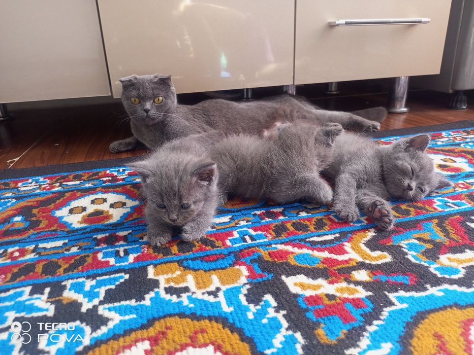 Продаются кошка и котята