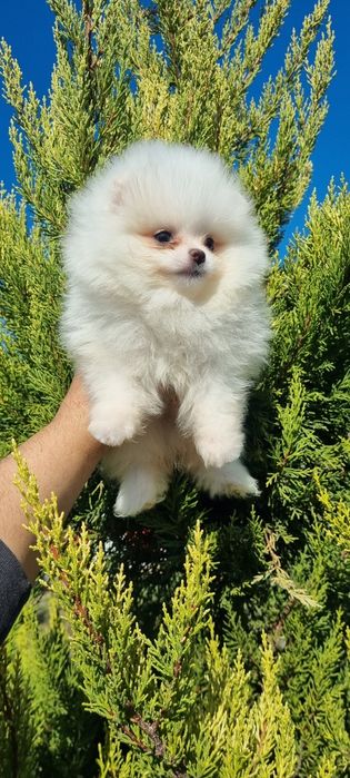 Померан мини померан