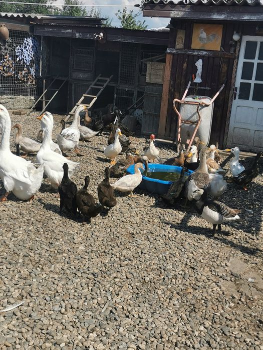 Rate românești și rățoi lesesti