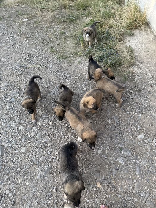 Caut casuta pentru acesti 8 catei