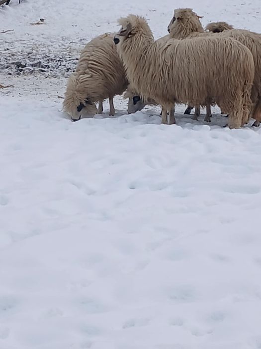 Vând 5 mioare gestante