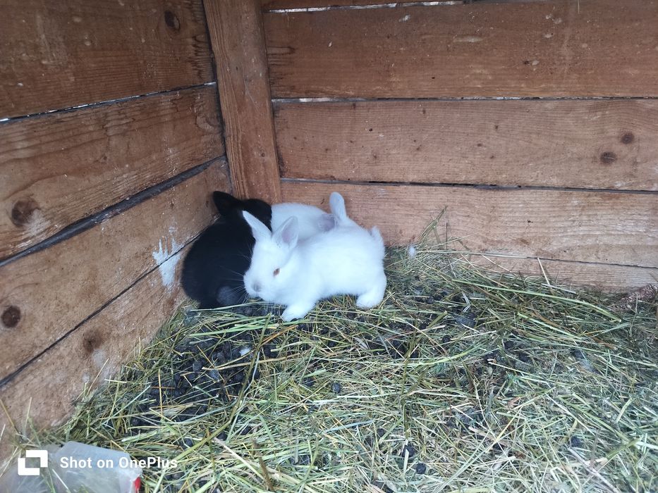 Iepuri diferite marimi