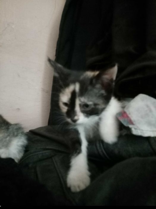 Отдам котят в хорошие руки.