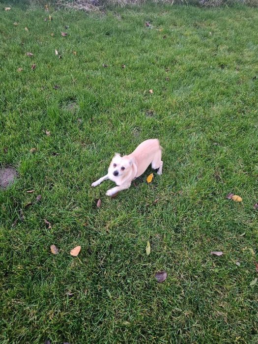 Малко кученце търси дом