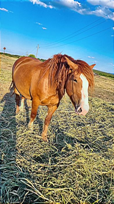 4 Caii de vânzare sau schimb cu viței