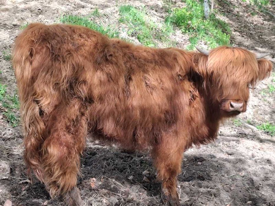 Vindem vaci Highland