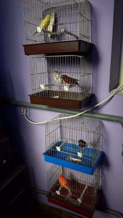 Canari de cantec si culoare