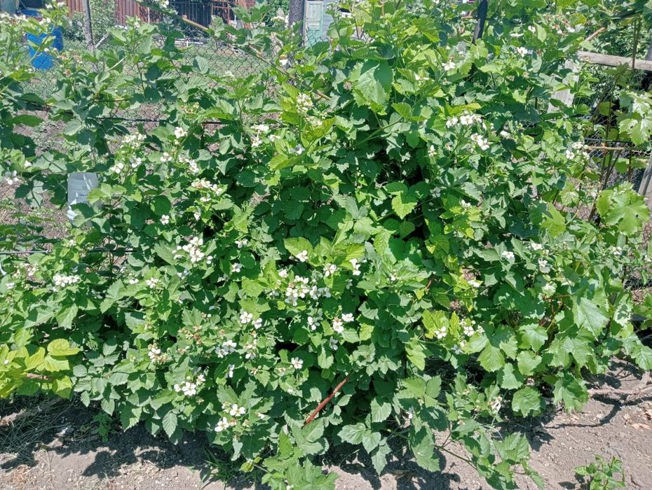 Саженцы ежевики сорт "Гигант"