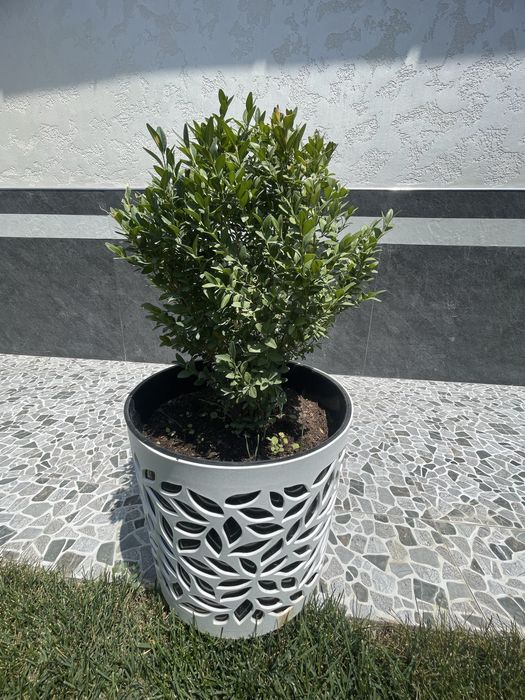 Агава для вашего дома