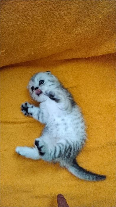 Котики ВиСлоуХие ШотЛандСкие..