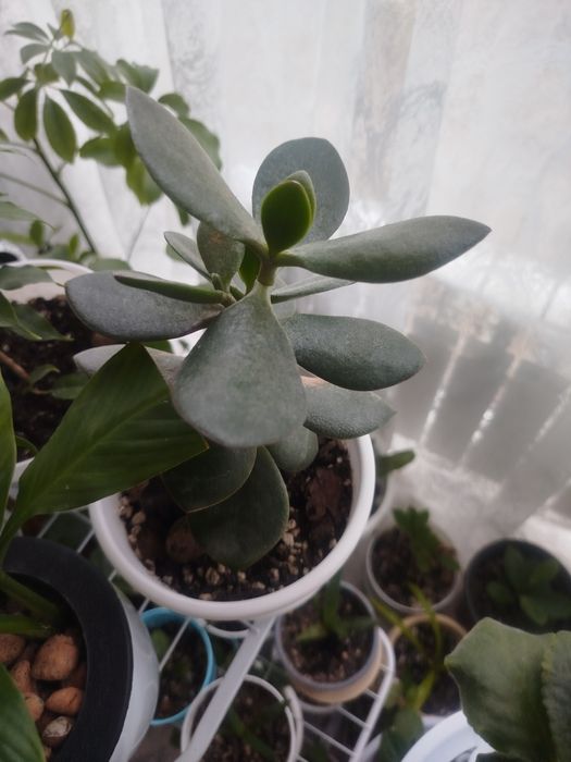 Гүлдер сатылымда,