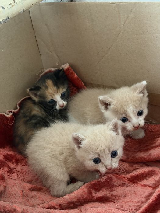 Котята ищут дом