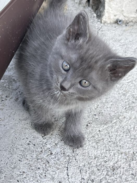 Отдам котят г. Есик