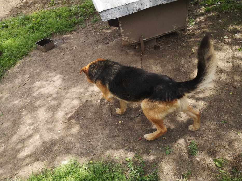 Подарявам мъжко куче от Немска очарка