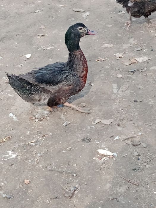 Продам индоуток самец и самки