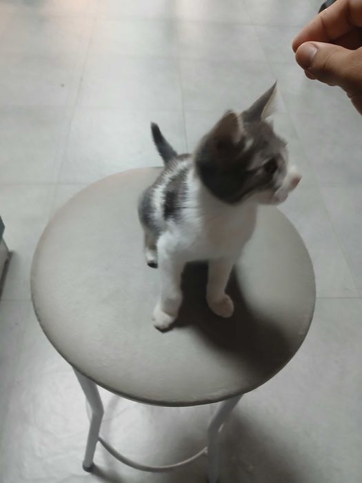 Mushukcha sog'lom