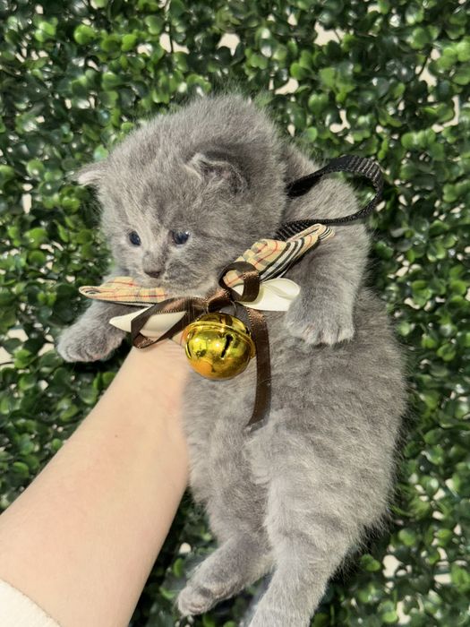 Британский скотч фолд, страйт