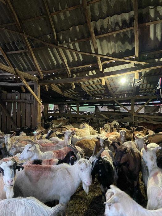 Vând turmă de capre