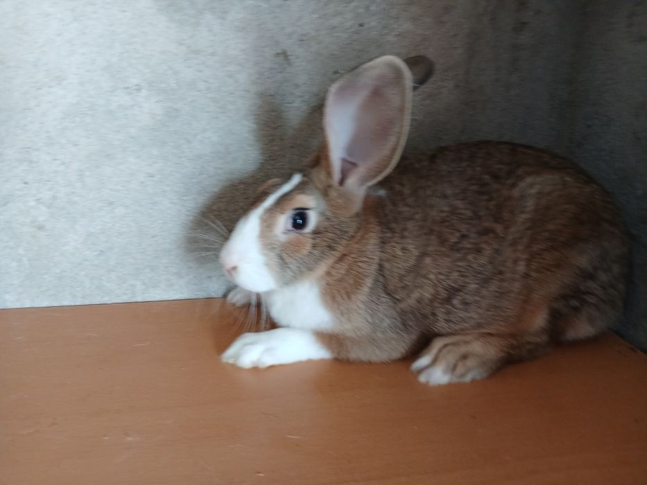 Masculi hycole francezi de vânzare.