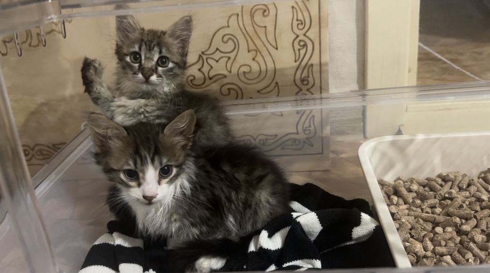 Котятки ищут дом