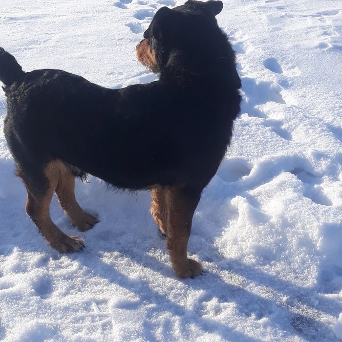 Ягдтерер для вязки