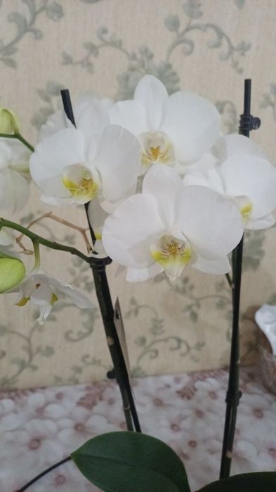 Белоснежная орхидея