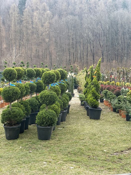 Yucca la ghiveci si plante