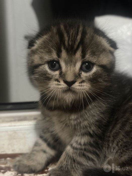 Продаётся котята