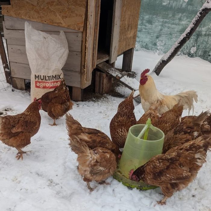 Găini outare cu vârsta de 11 luni (PUICUTE)