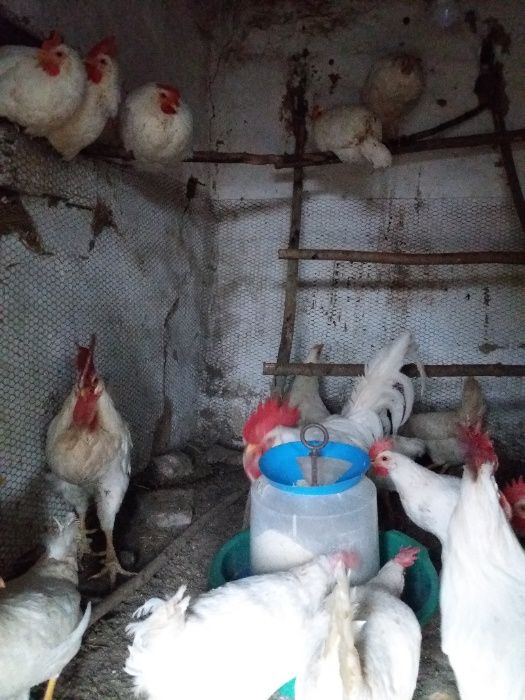 оплодени яйца от бял легхорн