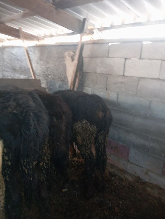 Продам бычков домашних