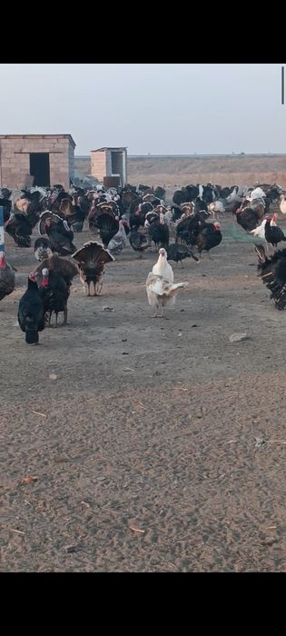 Продаю индюков (самцы)