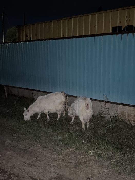 Орыс ешкілер сатылады