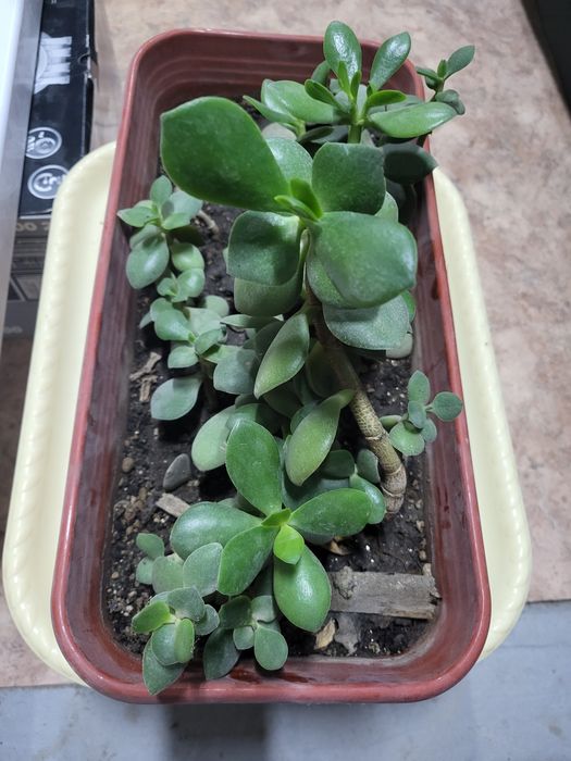 Денежное дерево-толстянка