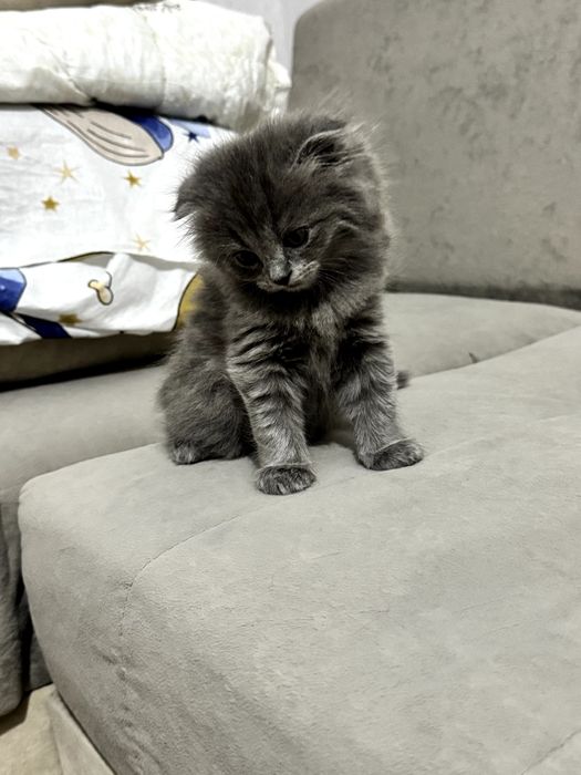 Вислоухий котенёк, серого дымчатого окраса