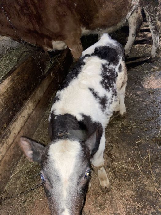 Tauras belgian de vanzare